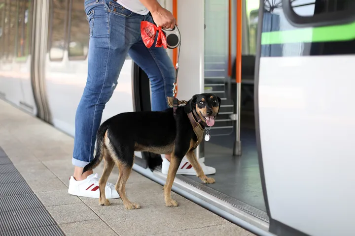 Zu sehen ist eine Stadtbahn am Bahnsteig mit geöffneter Tür. Ein Mensch und ein Hund steigen gleichzeitig ein. Der Hund schaut in Richtung der Kamera, man sieht nur die Beine des Menschen. 
