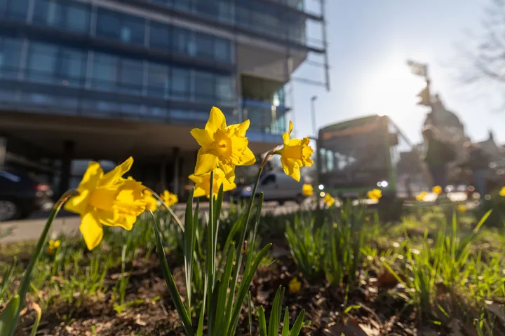Narzissen in der Frühlingssonne im Hintergrund auf der Straße ein ÜSTRA Bus und die Umrisse des Neuen Rathauses in Hannover.