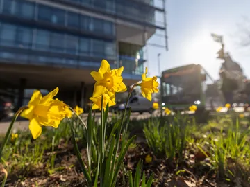 Narzissen in der Frühlingssonne im Hintergrund auf der Straße ein ÜSTRA Bus und die Umrisse des Neuen Rathauses in Hannover.