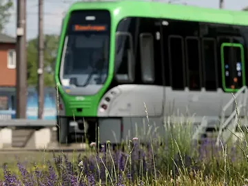 Stadtbahn fährt in Leinhausen an blühender Wiese vorbei