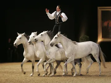 Vier Pferde in der Manege mit einem stehenden Reiter zur Messe Passion Pferd 