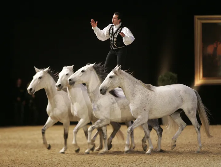 Vier Pferde in der Manege mit einem stehenden Reiter zur Messe Passion Pferd 